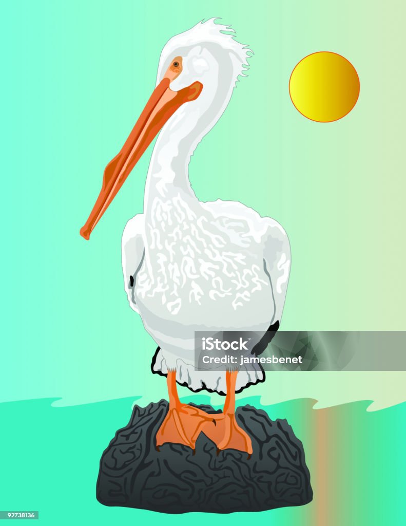 White Pelican (Vektor - Lizenzfrei Pelikan Vektorgrafik