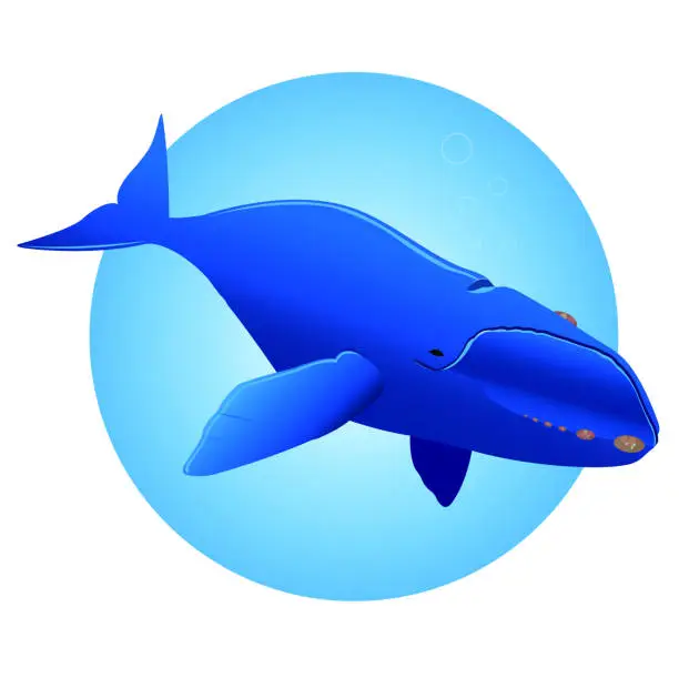 Vector illustration of Whale