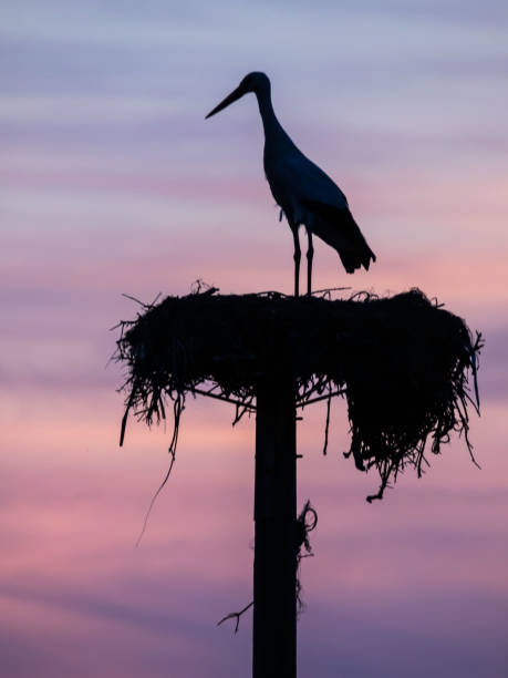 silhouette of stork and nest with a nice sunset (ciconia ciconia)