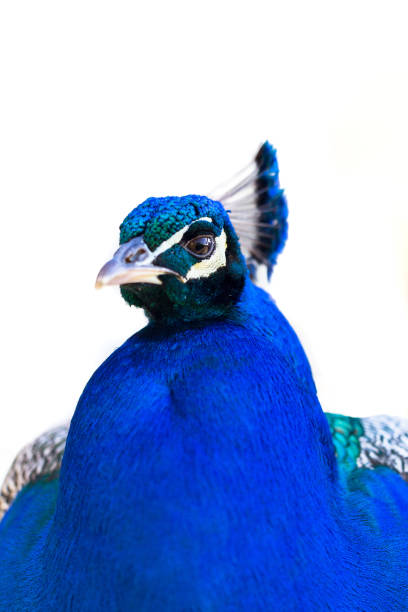 istock Peacock (Pavo cristatus), Indian peafowl close up portrait 927382758