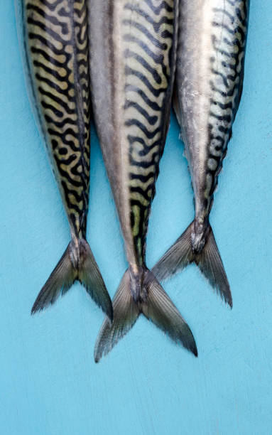 fresh mackerels closeup view - cought imagens e fotografias de stock