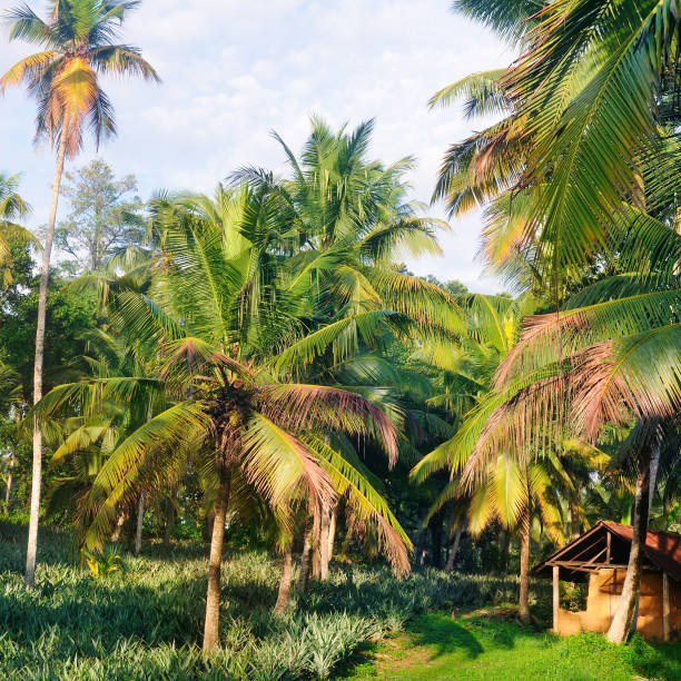 istock Tropical garden with coconut palms and a pineapple plantation. 927383116