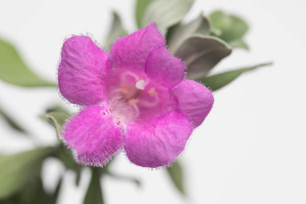 istock Purple flower on light gray background 927383240