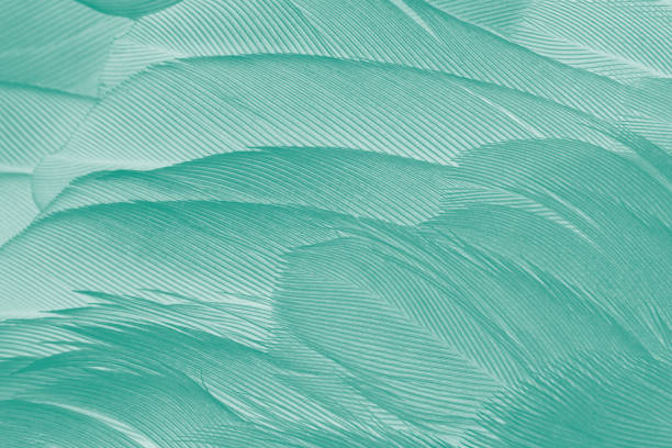 istock Beautiful green - white vintage color trends feather texture background 927386474