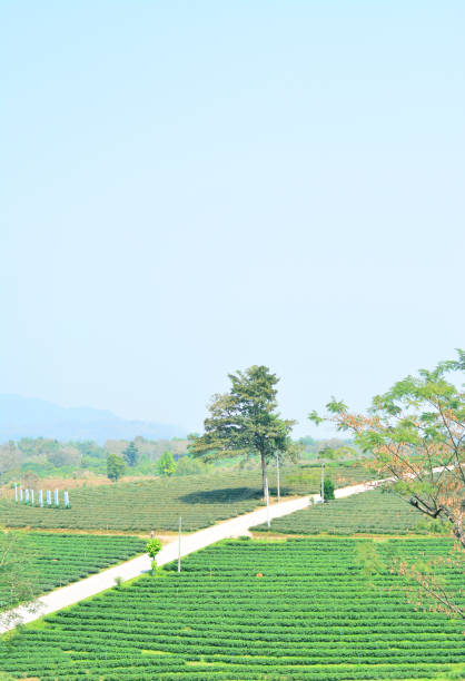 istock Big tree and long road stretch with blue sky background. 927390924
