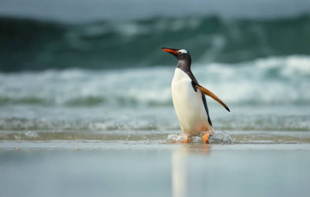 istock Gentoo penguin coming from sea on a sandy ocean coast 927391334