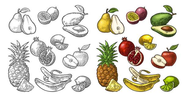 ilustraciones, imágenes clip art, dibujos animados e iconos de stock de frutos cuajados. piña, limón, plátano, granada, maracuya, aguacate. - granada fruta tropical
