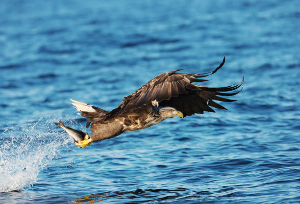istock White-tailed sea Eagle with a fish in the claws 927391524