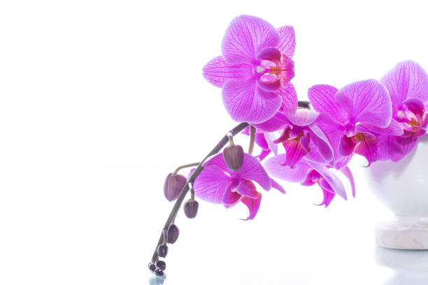 istock beautiful Phalaenopsis orchid flowers 927393800