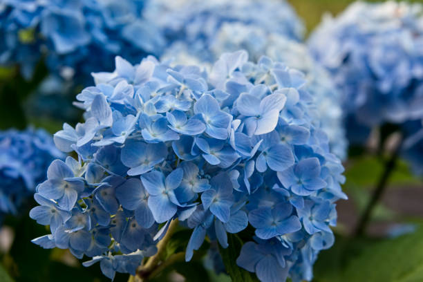 istock Blue hydrangea blossom close-up in the garden 927393820