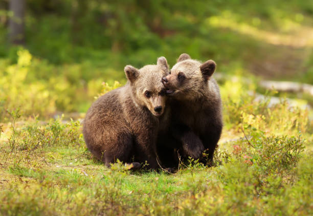 istock Two cute Eurasian brown bear cubs play-fighting 927393860