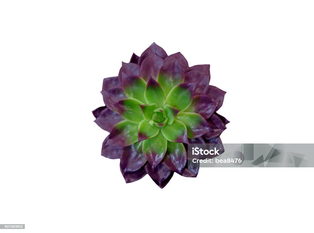 Succulent plant Succulent cactus plant Succulent Plant Stock Photo