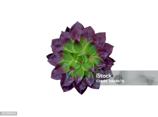 Succulent Plant Stock Photo - Download Image Now - Succulent Plant, Directly Above, Beauty In Nature