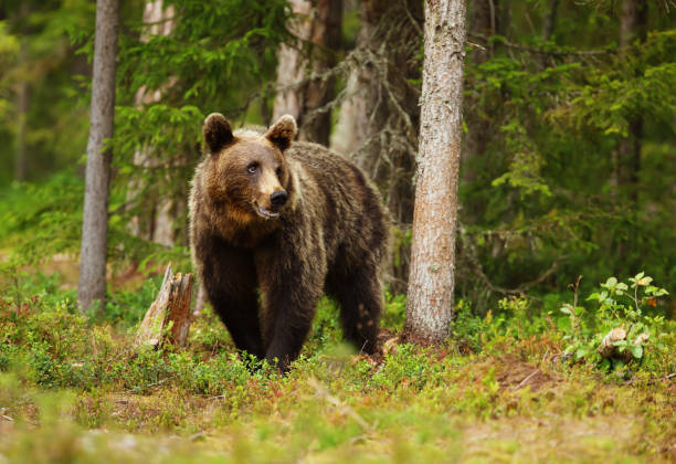istock European brown bear male in boreal forest 927393948