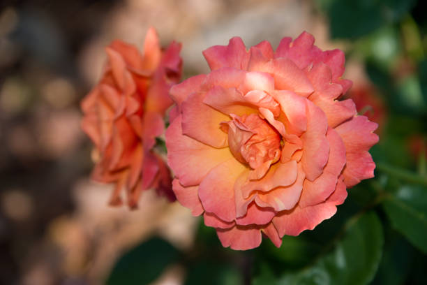 Pale orange rose flower in late afternoon light