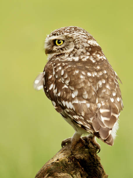 istock Close up of a Little owl perching on a log 927394118