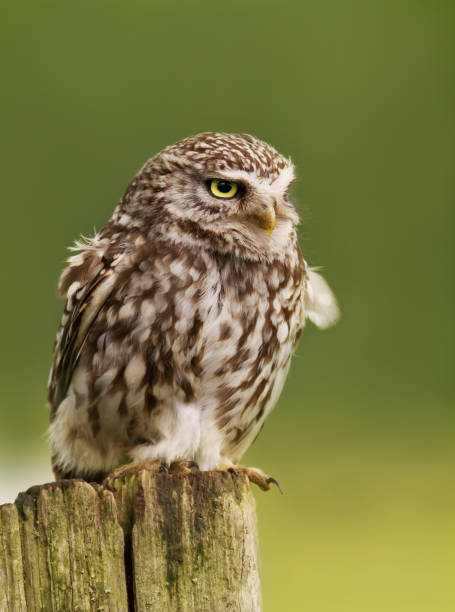 istock Close up of a Little owl perching on a log 927394126