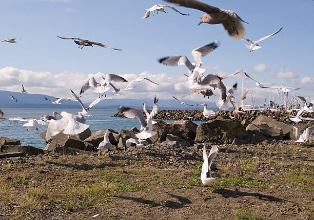 istock Flock of Seagulls 92739567