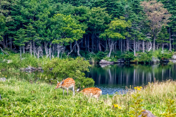 Shiretoko is a paradise of wildlife Shiretoko National Park, located on the Shiretoko Peninsula in eastern Hokkaido juts out into the Sea of Okhotsk.

 shiretoko mountains stock pictures, royalty-free photos & images