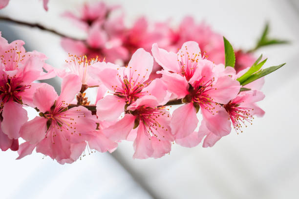 Peach Blossom - Spring of Japan - stock photo