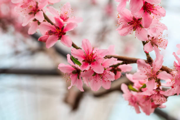 istock Peach Blossom - Spring of Japan - 927397894