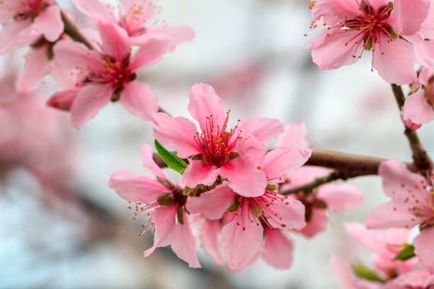 istock Peach Blossom - Spring of Japan - 927397898