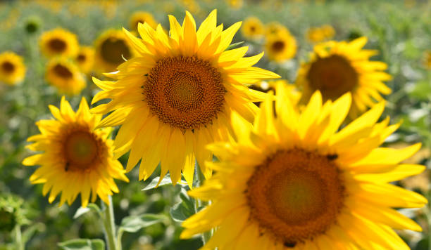 istock Beautiful sunflowers 927397960