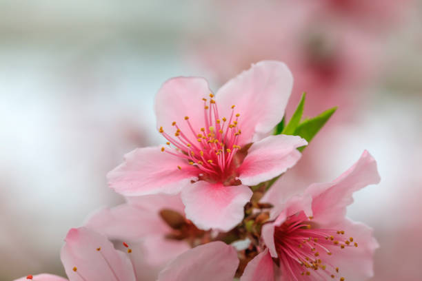 istock Peach Blossom - Spring of Japan - 927397974