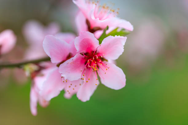 Peach Flower blooming against blue background in a horisontal photo. Prunus persica Peach trees typically bloom in spring, stone fruit flower blosom. The specific name persica refers to its widespread cultivation in Persia (modern-day Iran), from where it was transplanted to Europe. It belongs to the genus Prunus which includes the cherry, apricot, almond and plum, in the rose family. The peach is a deciduous tree or tree like shrub that may very rarely grow to as much as 10 meters tall, but is more typically 3 m with large specimens reaching 4 m. The spread of the crown is similar to the height, ranging from 3 to 4 m. They never produce suckers or have thorns. Unlike with apples the size of peach trees is not generally controlled by dwarfing rootstocks in commercial orchards.