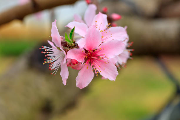 prunus mume