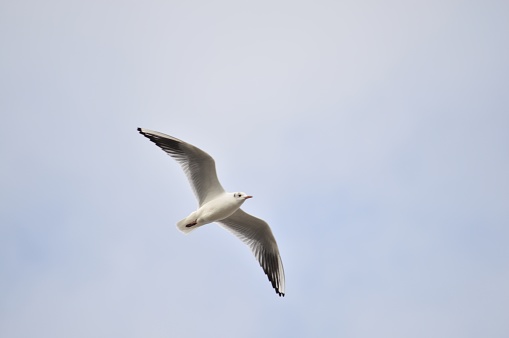 A blackheaded gull (Chroicocephalus ridibundus) flying over in search of food. It was a cold week and a lot of birds had difficulty finding food, this gull swarmed over in search for food.