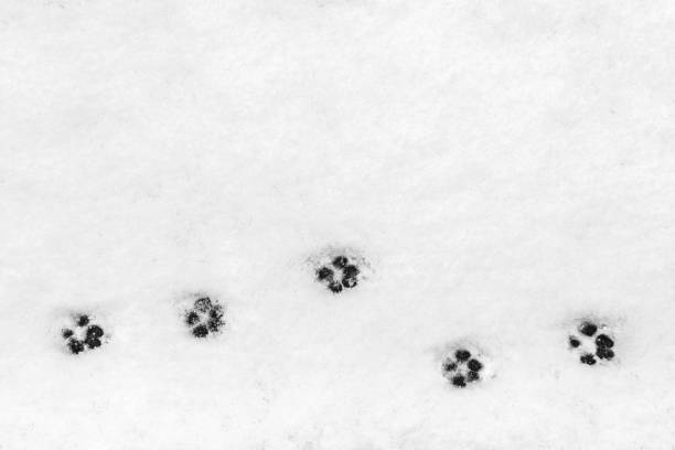 Animal tracks in snow Line of animal tracks in perfect snow animal track photos stock pictures, royalty-free photos & images