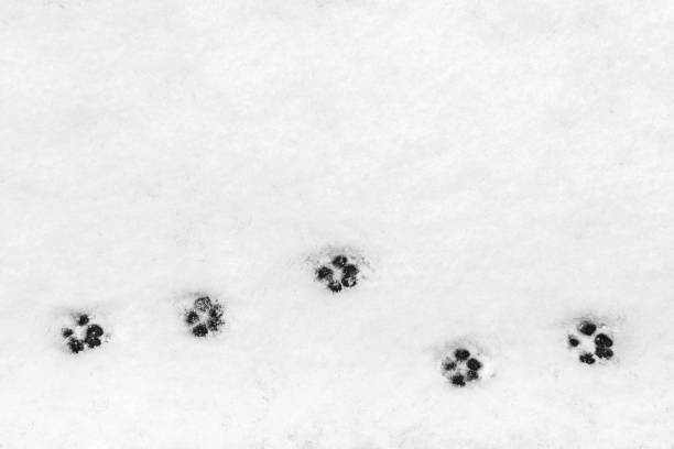 animal tracks in snow - cat paw print imagens e fotografias de stock