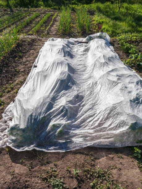 istock Strawberry protected by non-woven fabric 927399300