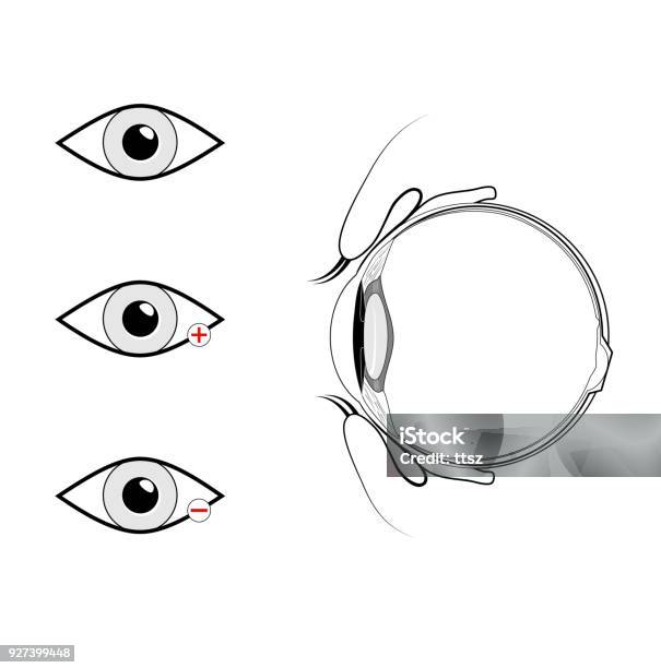 Vertical Section Of The Eye And Eyelids Black And White Stock Illustration - Download Image Now