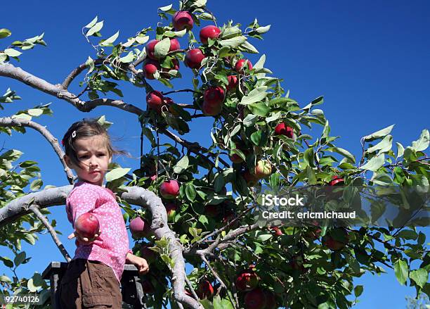 픽킹 사과들 4-5세에 대한 스톡 사진 및 기타 이미지 - 4-5세, 가을, 갈색 머리