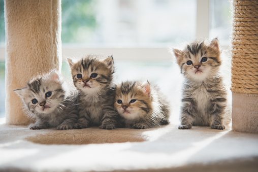 Grupo persos gatitos sentado en la torre del gato photo