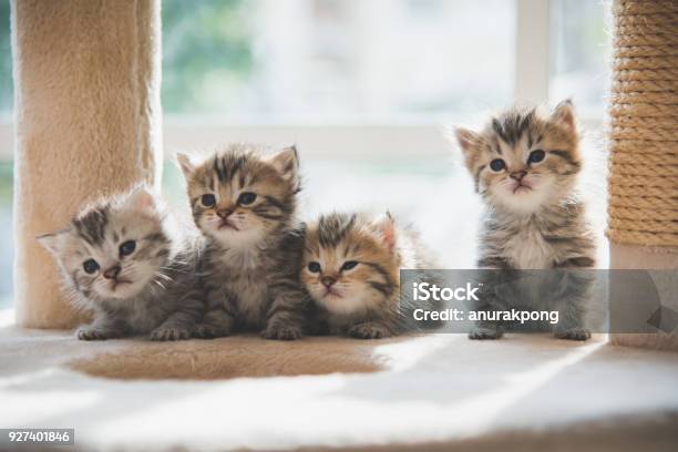 Gattini Persiani Di Gruppo Seduti Sulla Torre Dei Gatti - Fotografie stock e altre immagini di Gattino