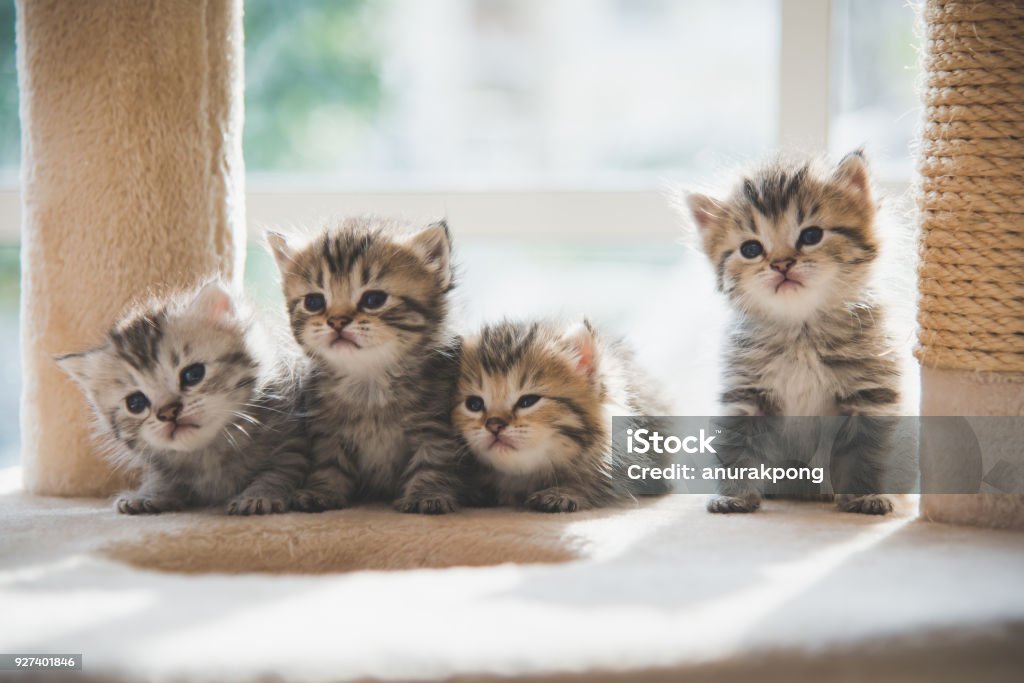 Group persian kittens sitting on cat tower Kitten Stock Photo