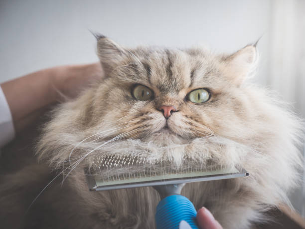 istock Asian woman using a comb brush the Persian cat 927402066