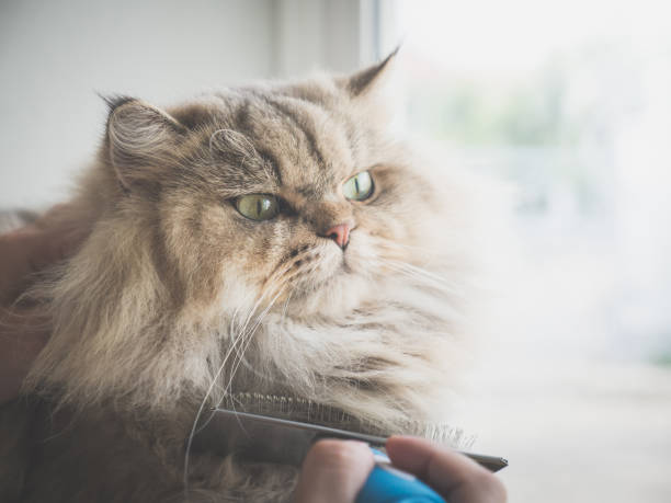 istock Asian woman using a comb brush the Persian cat 927402092