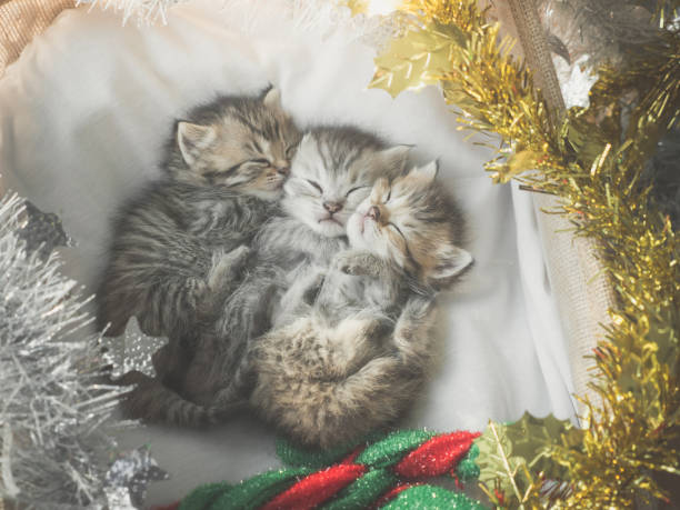 istock Cute tabby kittens sleeping and hugging in a basket on christmas day 927402098