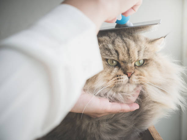 istock Asian woman using a comb brush the Persian cat 927402116