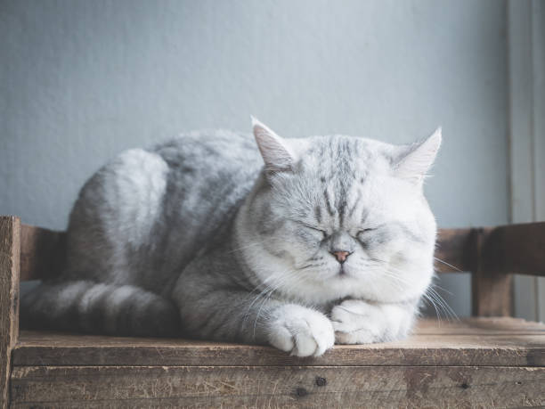 istock Cute cat sleeping on wooden shelf under light from a window 927402124