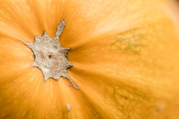 istock Close up view of a pumpkin 927402180