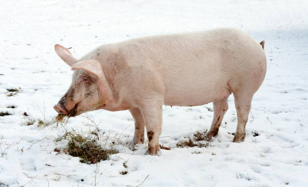 istock domestic pig, farm animal eating grass 927402252