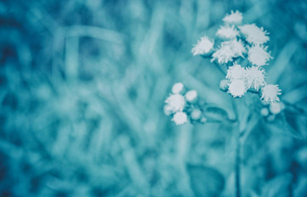 istock vintage white  grass flower  spring nature  nature background soft focus 927402266