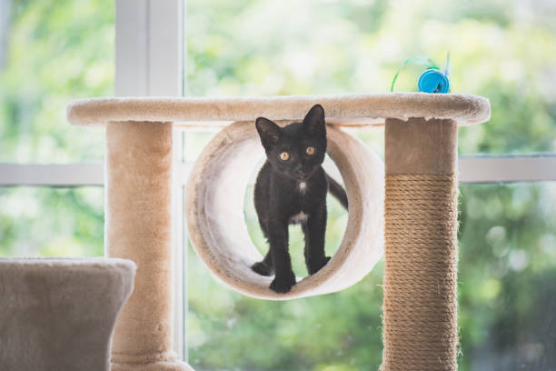 gato sentado na torre do gato - pele tower - fotografias e filmes do acervo