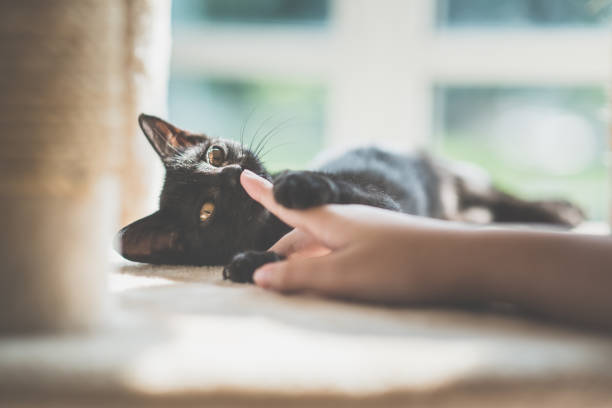 istock hand is playing with black kitten on cat twer 927402374
