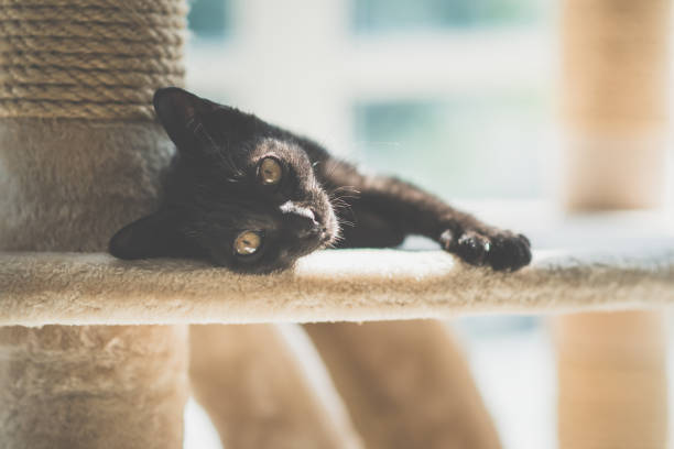 istock Cute Black kitten lying on cat tower and looking at camera 927402390